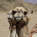 camel_desert_ma_v_0312_egy3587.jpg